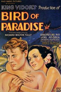 Rajské ptáče  - Bird of Paradise