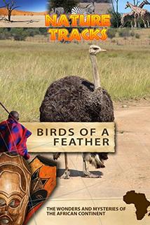 Profilový obrázek - Birds of a Feather
