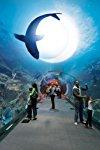 Profilový obrázek - Shark Tanks of Dubai