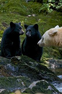 Profilový obrázek - Spirit Bear Family