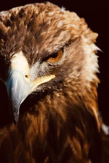 Profilový obrázek - The Secret of the Golden Eagle