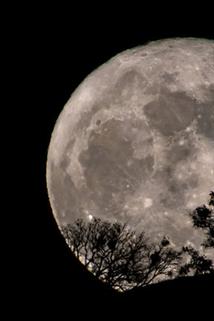 Profilový obrázek - Full Moon