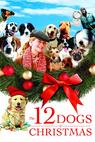 Tucet vánočních psů 