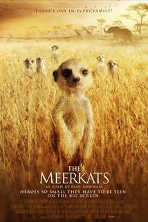 Profilový obrázek - The Meerkats