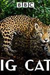 Profilový obrázek - Big Cats
