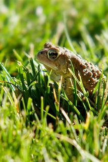 Profilový obrázek - The Frog