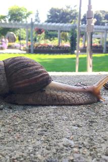 Profilový obrázek - Why does a Snail leave a Slimy Trail?