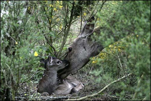 Zamilovaná zvířata
