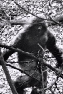 Profilový obrázek - The Mystery of Bigfoot