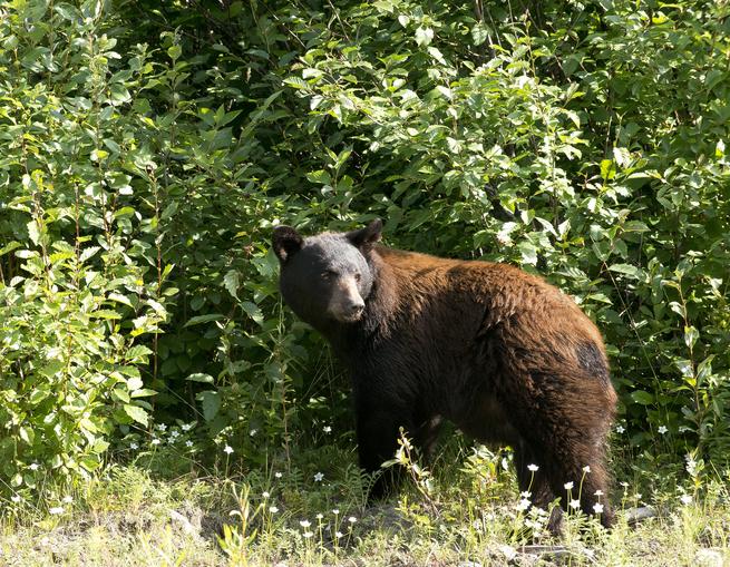 Zlatá horečka na Yukonu