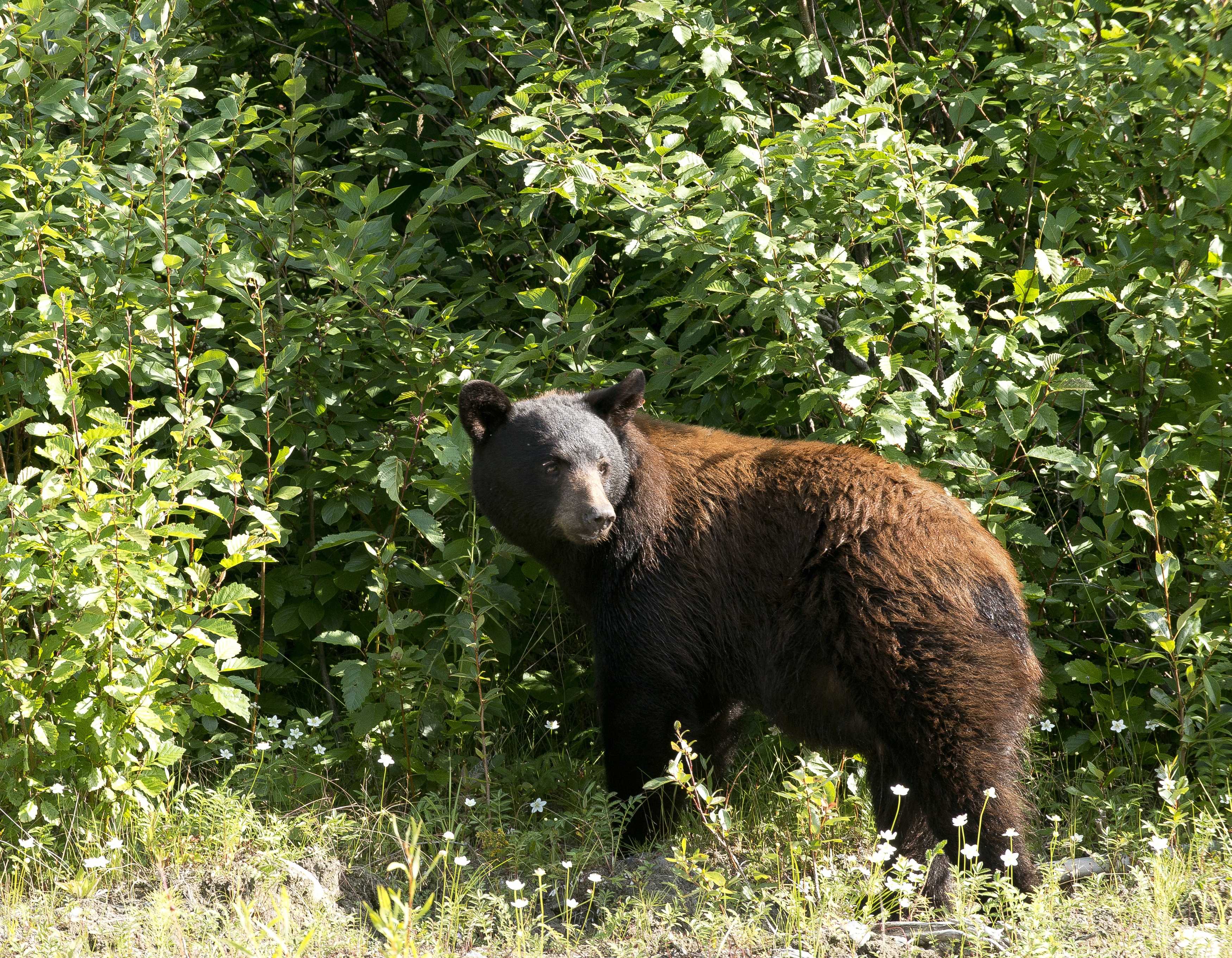 Zlatá horečka na Yukonu
