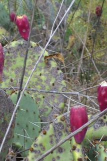 Profilový obrázek - Prickly Pear