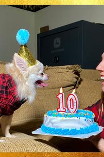 Profilový obrázek - Dog Birthday Party