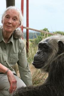 Profilový obrázek - Skavlans Quarantine Interview with Jane Goodall