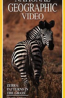 Zebras: Patterns in the Grass