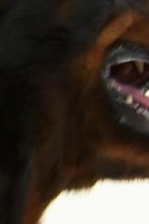 Profilový obrázek - Rottweiler/Boston Terrier/Basset Hound/Shar Pei/St. Bernard