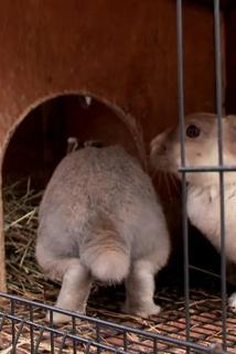 Profilový obrázek - The Wild Ones