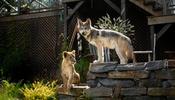 Vlk a lev: Nečekané přátelství