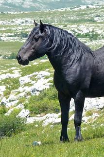 Profilový obrázek - Winnetous Pferde