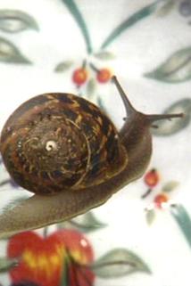 Profilový obrázek - Snails