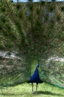 Profilový obrázek - Peacock