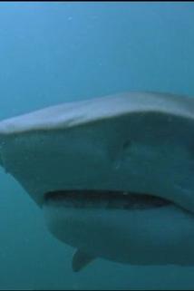 Profilový obrázek - Bull Shark: World's Deadliest Shark