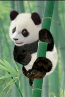 Profilový obrázek - Save the Panda!