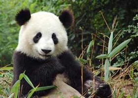 Dobrodružství malé pandy 