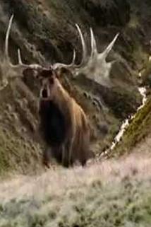 Profilový obrázek - The Irish Elk
