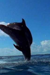 Profilový obrázek - Dolphin Attack