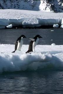 Profilový obrázek - Antarctica