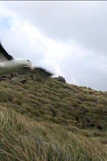 Profilový obrázek - Giant Seals of the South Georgian Islands