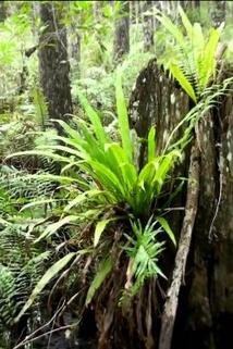 Profilový obrázek - The Florida Everglades