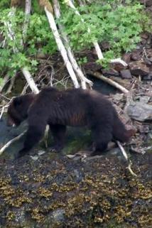 Profilový obrázek - Alaska's Primal Hunters