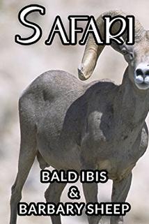 Profilový obrázek - Bald Ibis and Barbary sheep