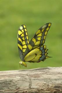 Profilový obrázek - Cauchemar du papillon