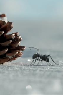 Profilový obrázek - La luge et la fourmi