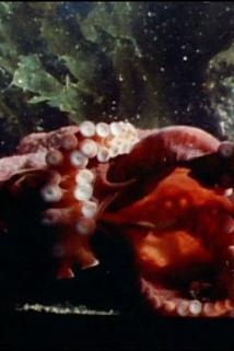 Profilový obrázek - Oklahoma Octopus