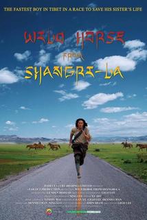 Profilový obrázek - Wild Horse from Shangri-La