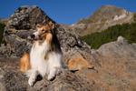 Lassie: Nové dobrodružství