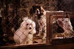 Lassie: Nové dobrodružství