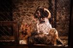 Lassie: Nové dobrodružství