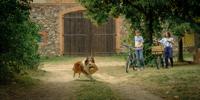 Lassie: Nové dobrodružství
