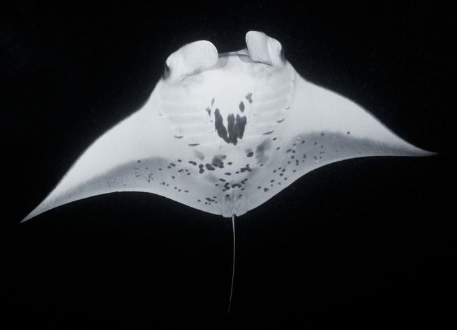 Velké podmořské dobrodružství 3D