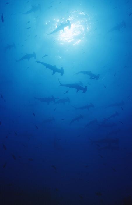 Velké podmořské dobrodružství 3D