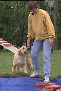Profilový obrázek - Hund og hund imellem