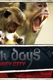 Profilový obrázek - Dark Days in Monkey City