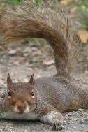 Profilový obrázek - Dirt Squirrel