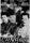 Canary Brothers of Tondo (1992)