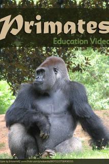 Profilový obrázek - Primats